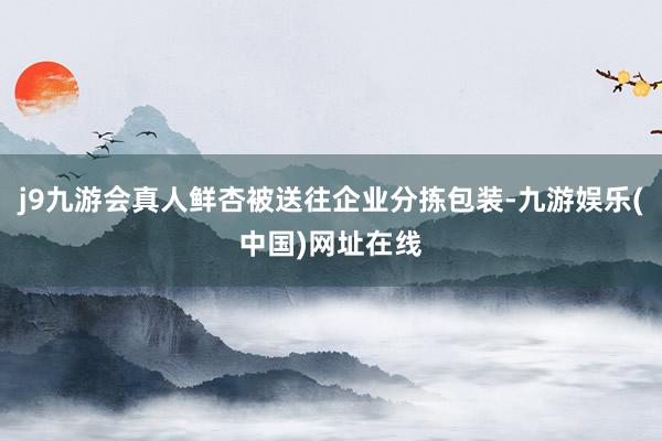 j9九游会真人鲜杏被送往企业分拣包装-九游娱乐(中国)网址在线